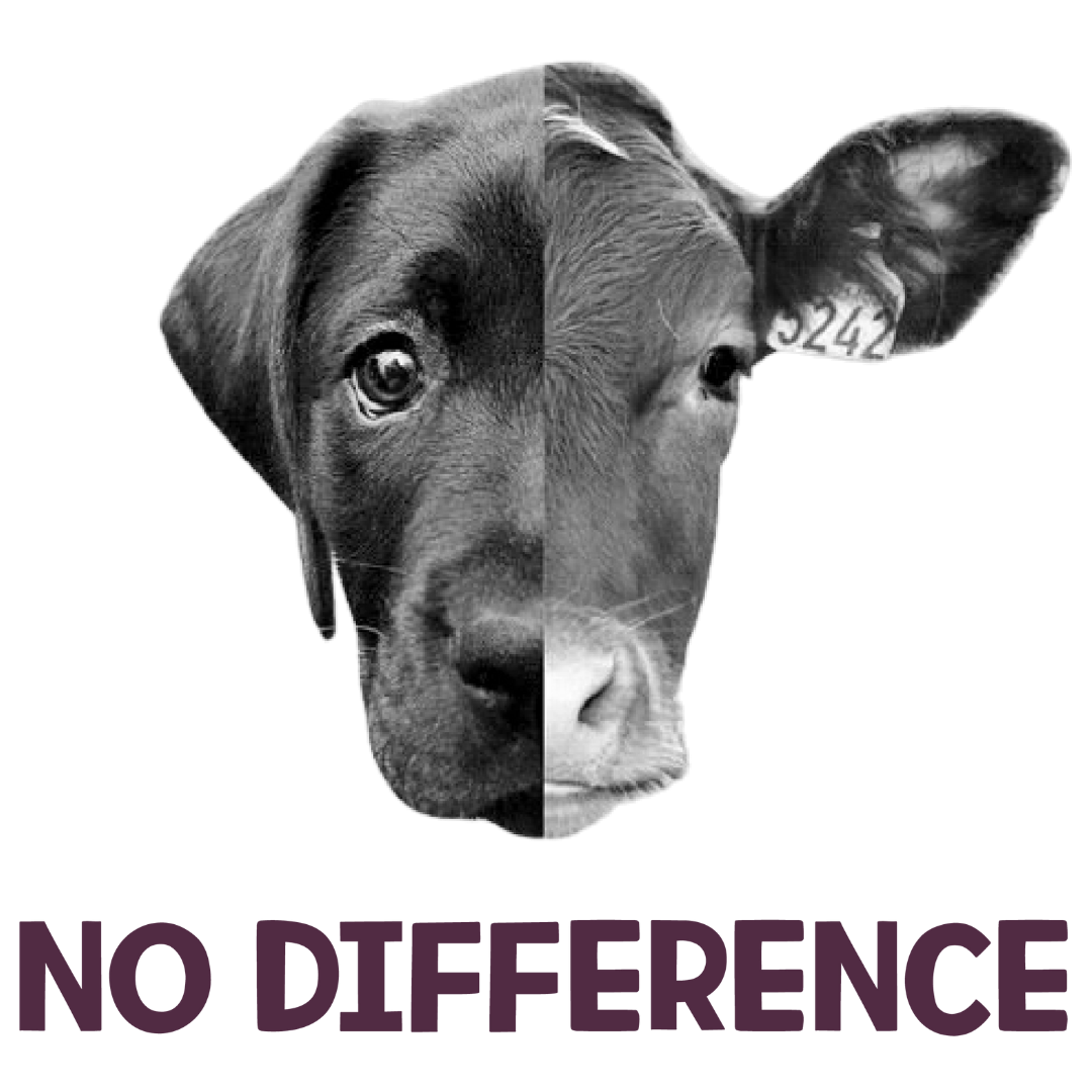 No Difference (Lavender)