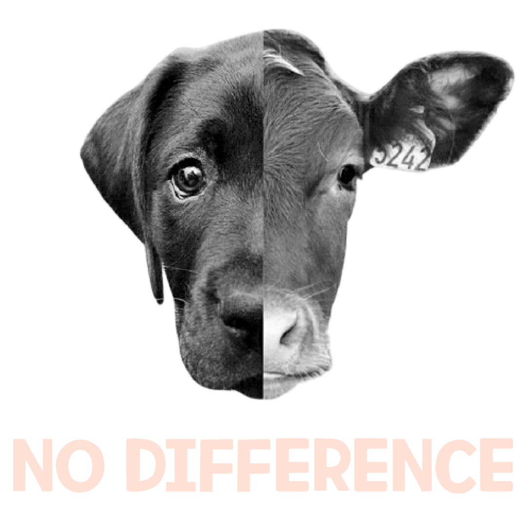 No Difference (Orange)